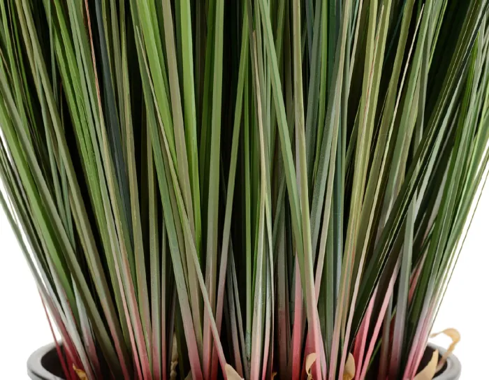 Трава куст Осока с зелёными султанами