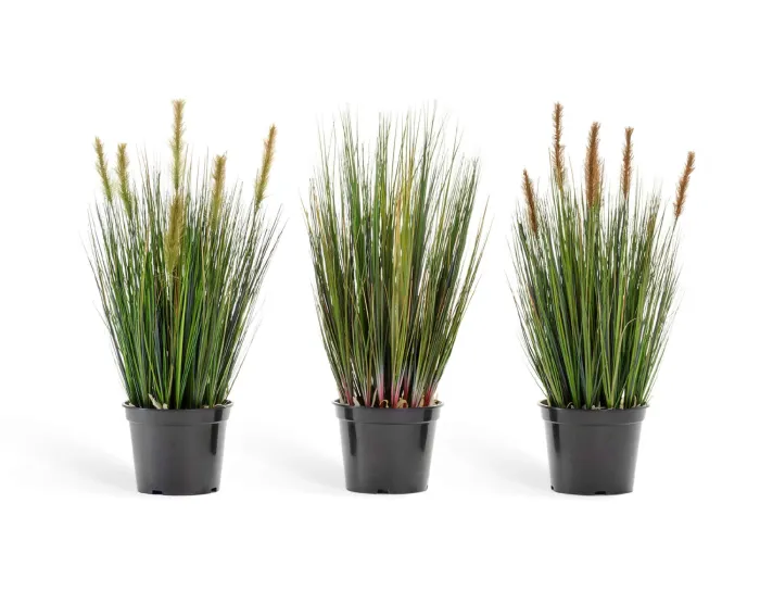 Куст Трава Осока с зелёными султанами