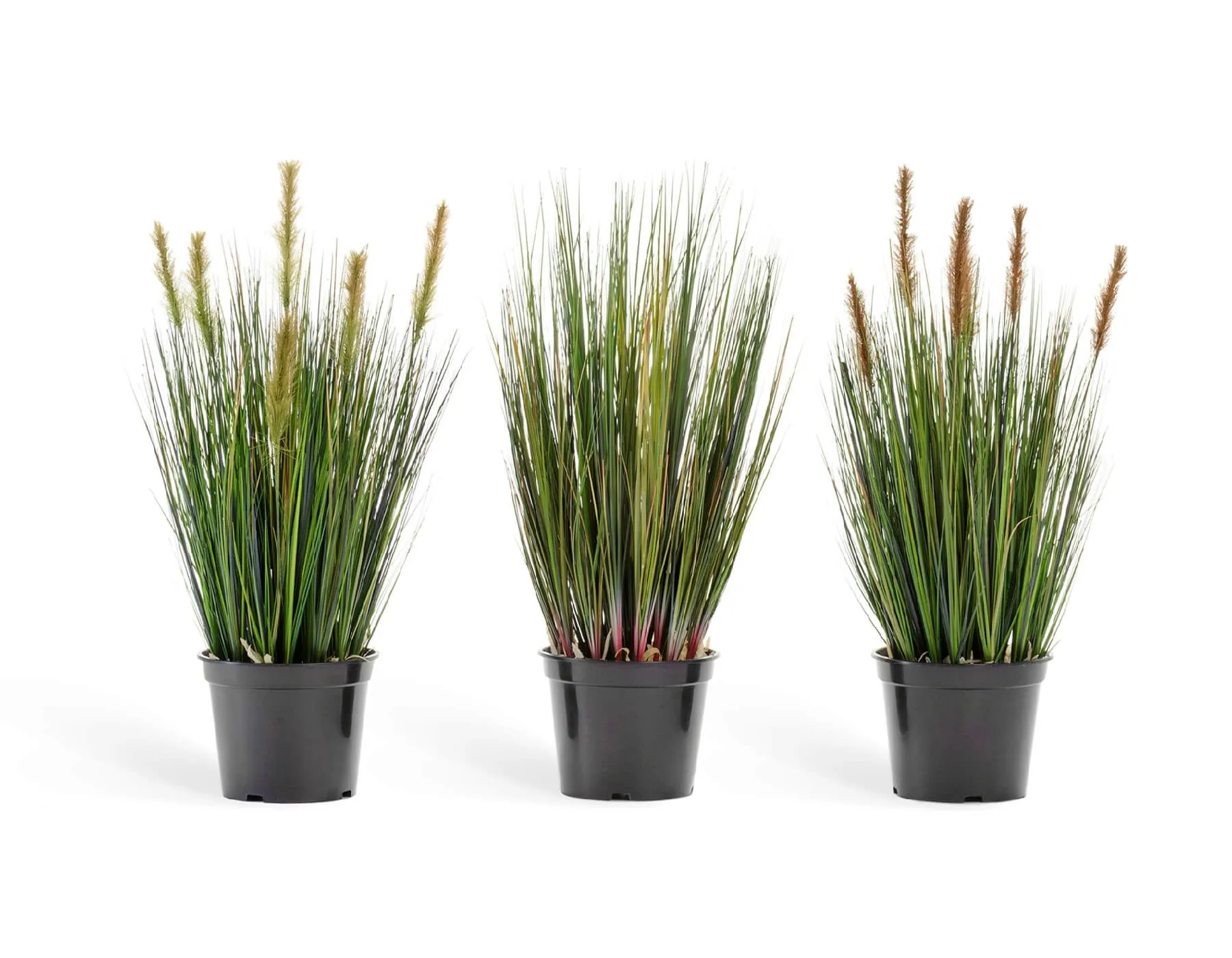 Куст Трава Осока с зелёными султанами