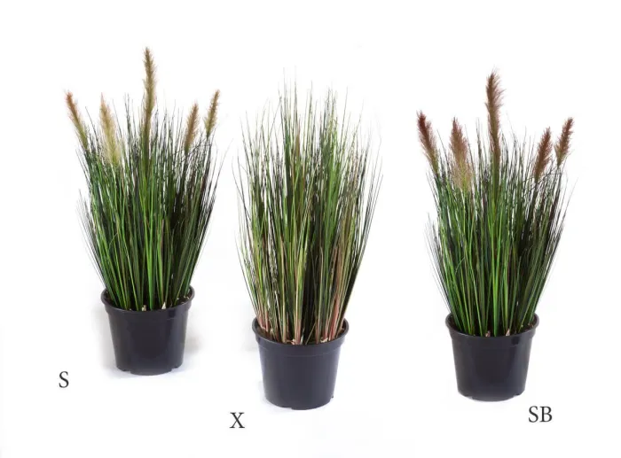 Трава куст Осока с коричневыми султанами