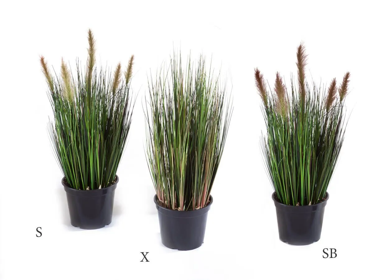 Трава куст Осока с коричневыми султанами