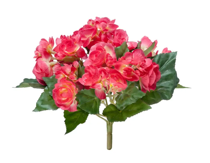 Куст Бегония бордово-жёлтый