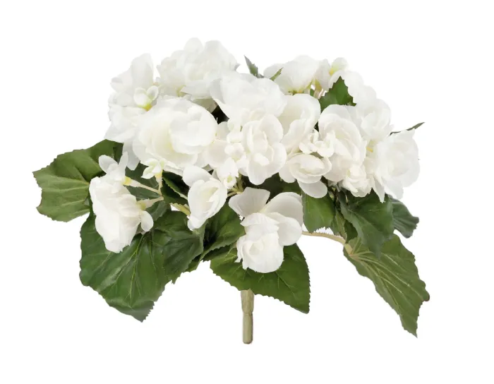 Куст Бегония белый