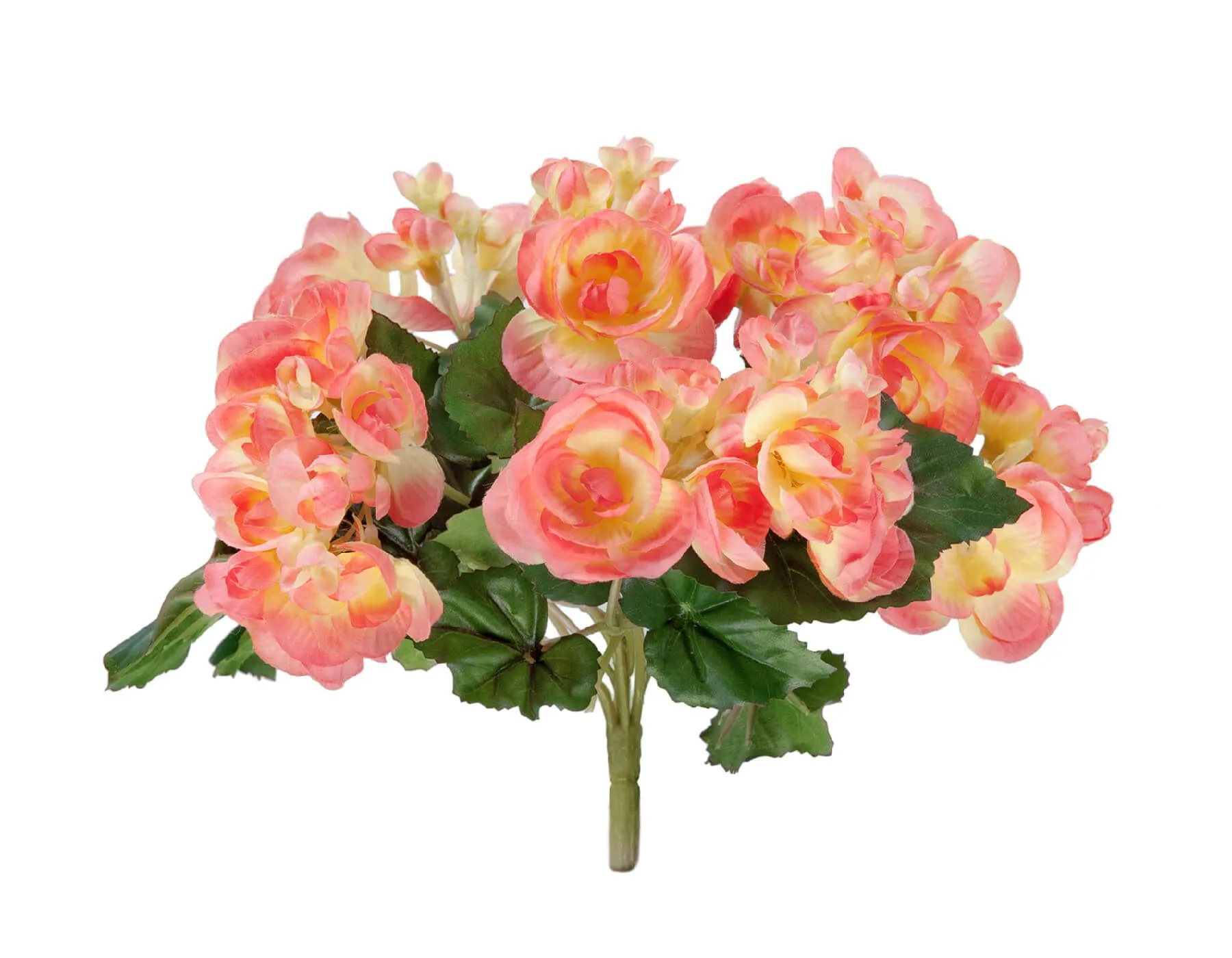 Куст Бегония нежно-коралловый со св.жёлтым