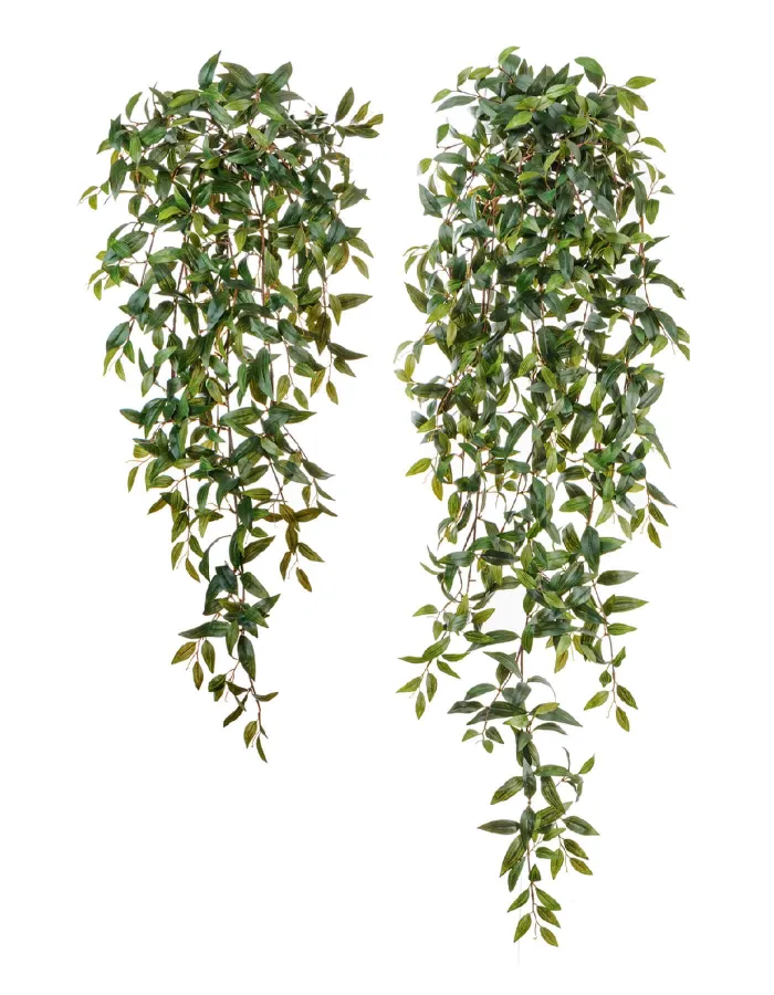 Ампельная Традесканция зелёная