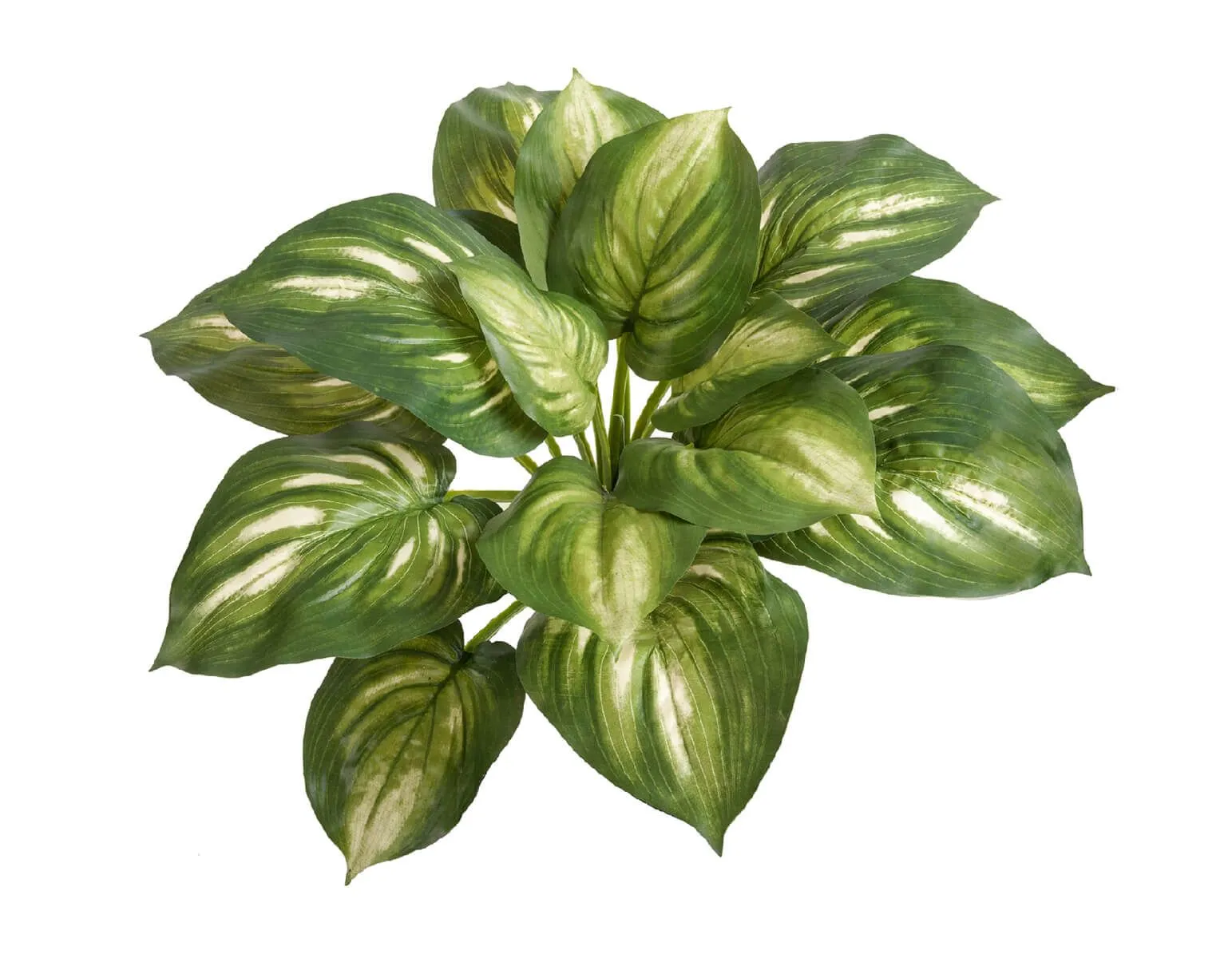 Хоста большая бело-зелёная