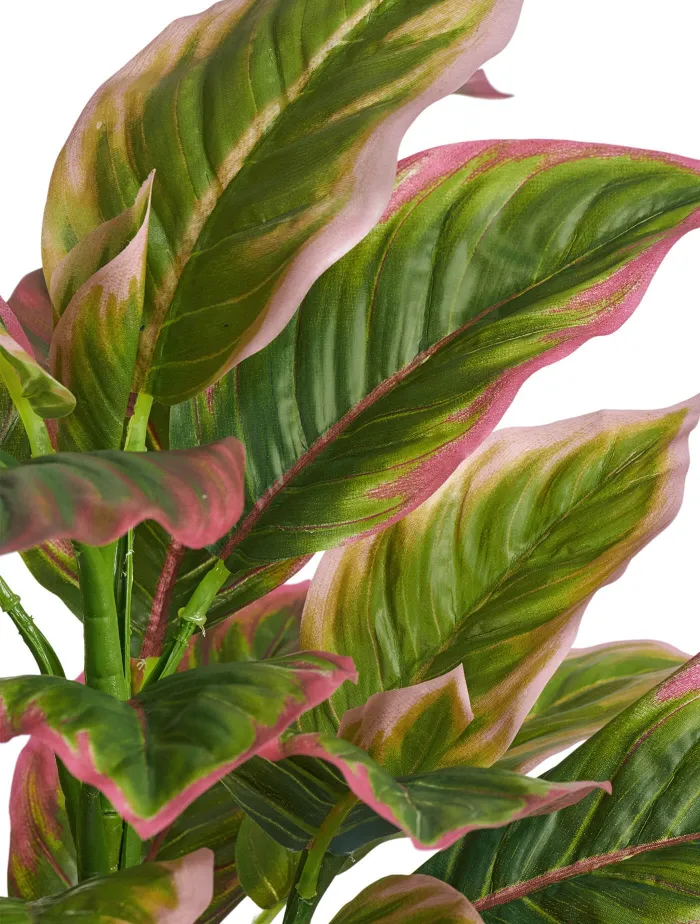Куст Диффенбахия нежно-зелёно-розовая