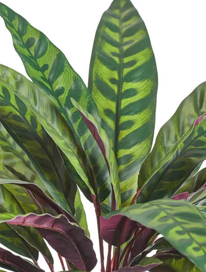 Куст узколистная Калатея Лансифолия