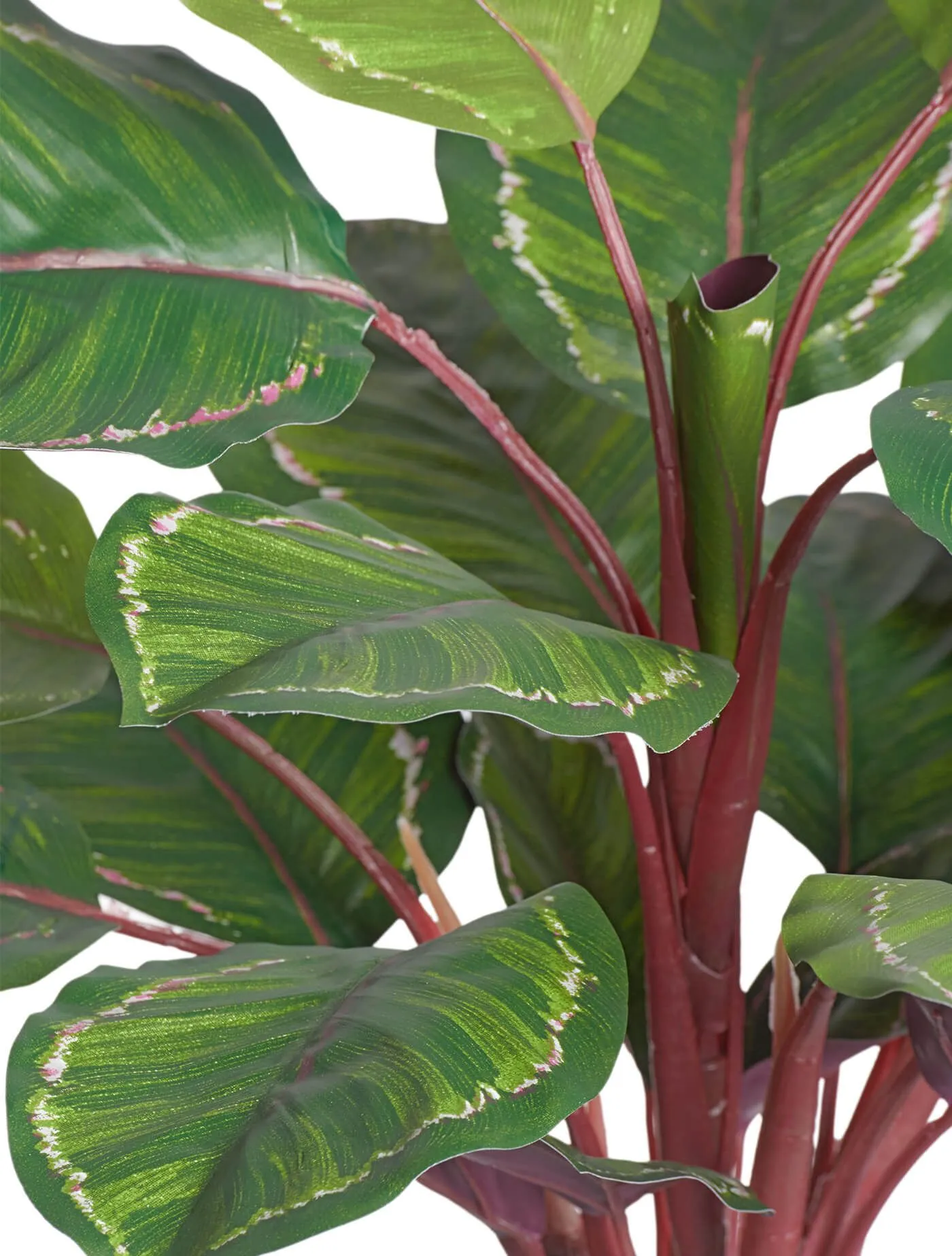 Куст Калатея Розеопикта Грин