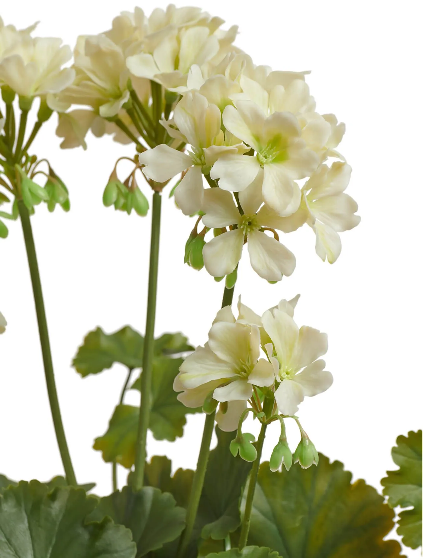 Кремовая Герань цветущий куст (UV-фильтр)