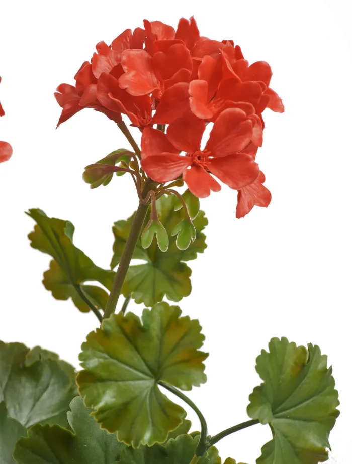 Красная Герань цветущий куст (UV-фильтр)