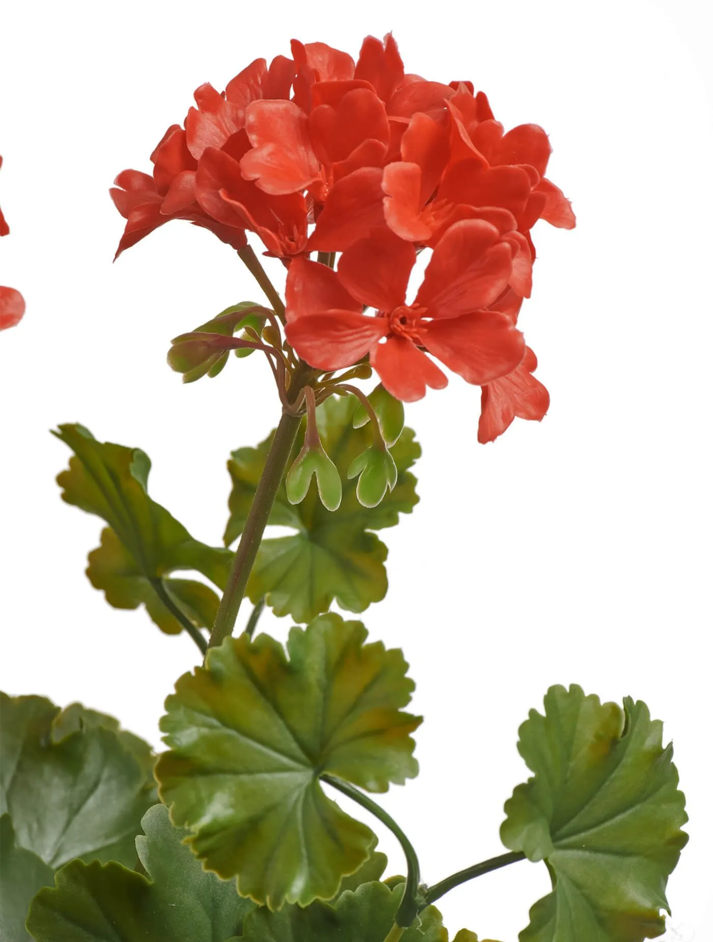 Красная Герань цветущий куст (UV-фильтр)