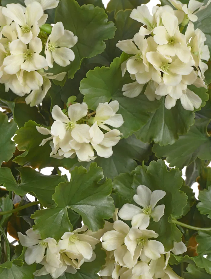 Ампельная Герань кремовая (UV-фильтр)