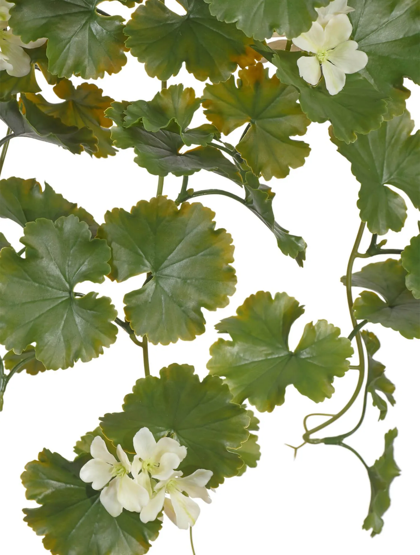 Ампельная Герань кремовая (UV-фильтр)