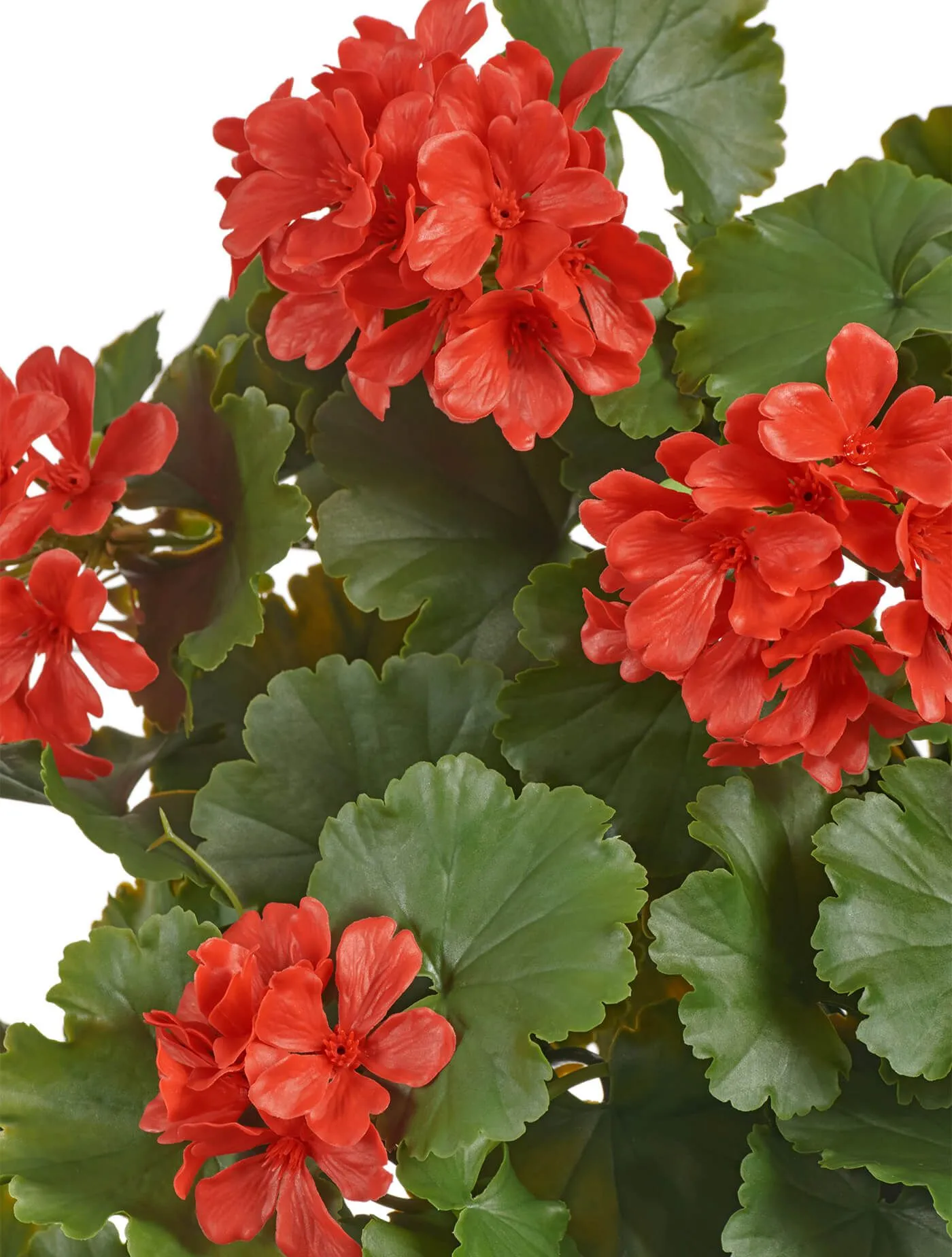 Ампельная Герань красная (UV-фильтр)