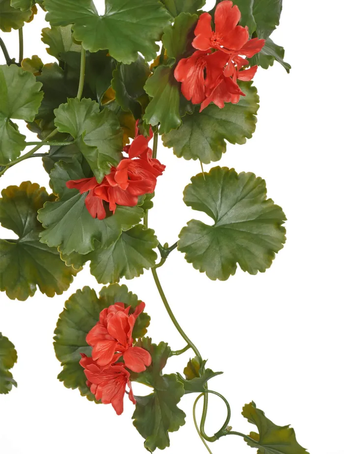 Ампельная Герань красная (UV-фильтр)