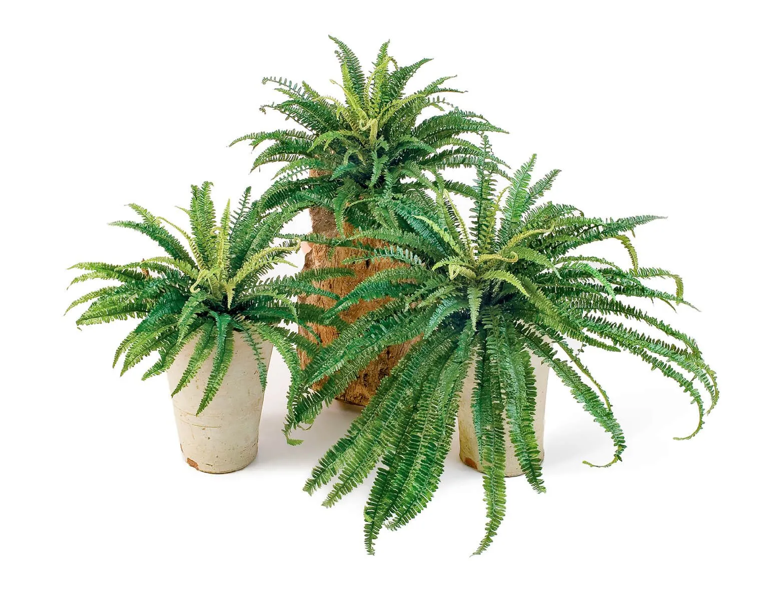 Лесной Папоротник