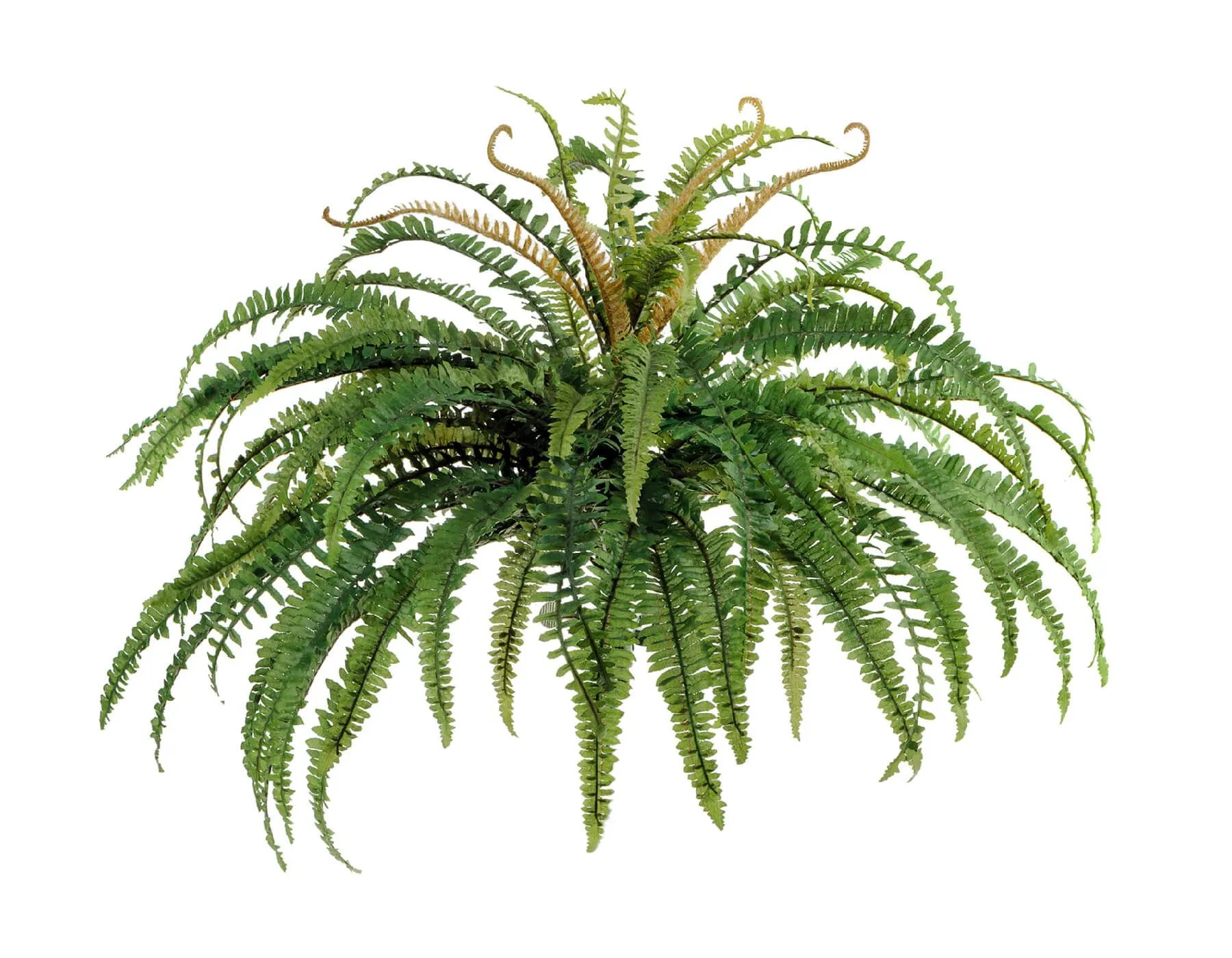 Лесной Папоротник