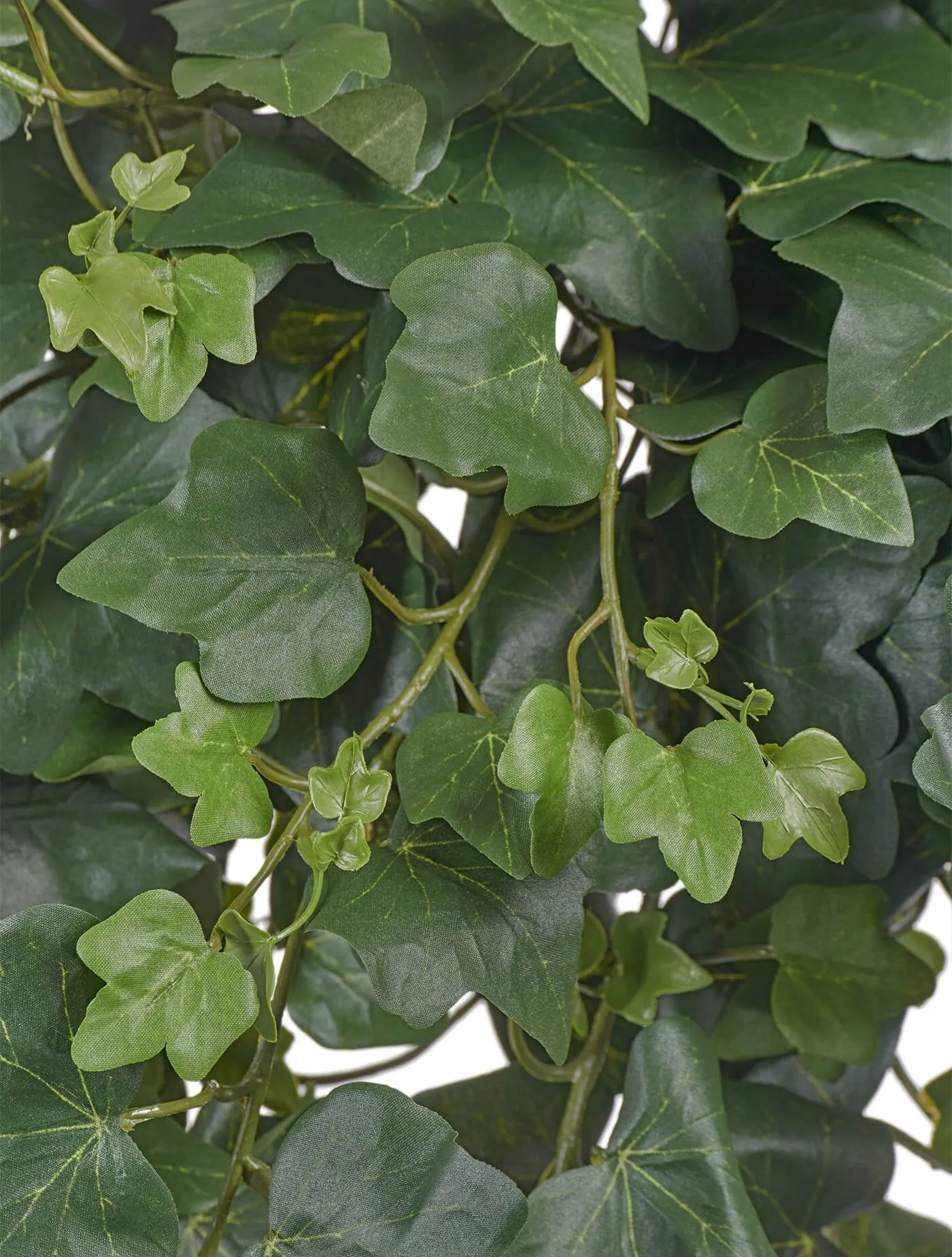 Английский плющ