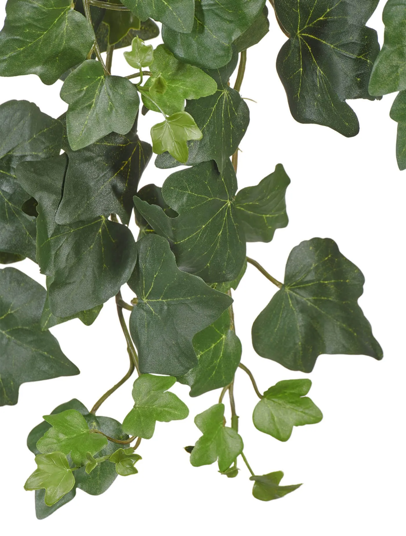 Английский плющ