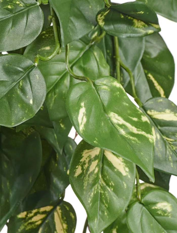 Куст Потоса ампельный