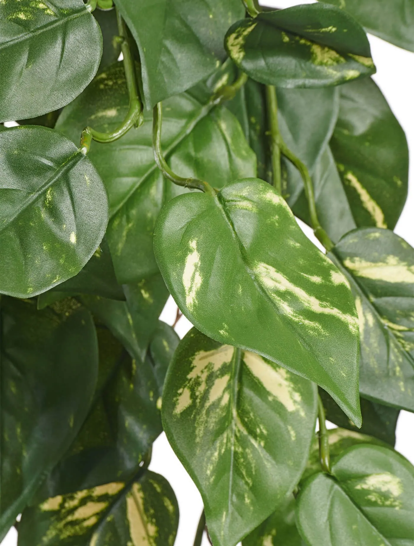 Куст Потоса ампельный