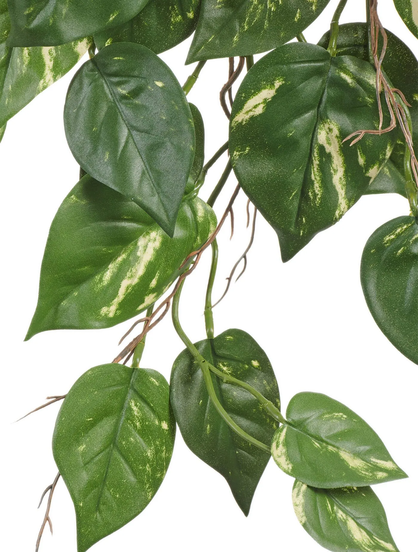 Куст Потоса ампельный