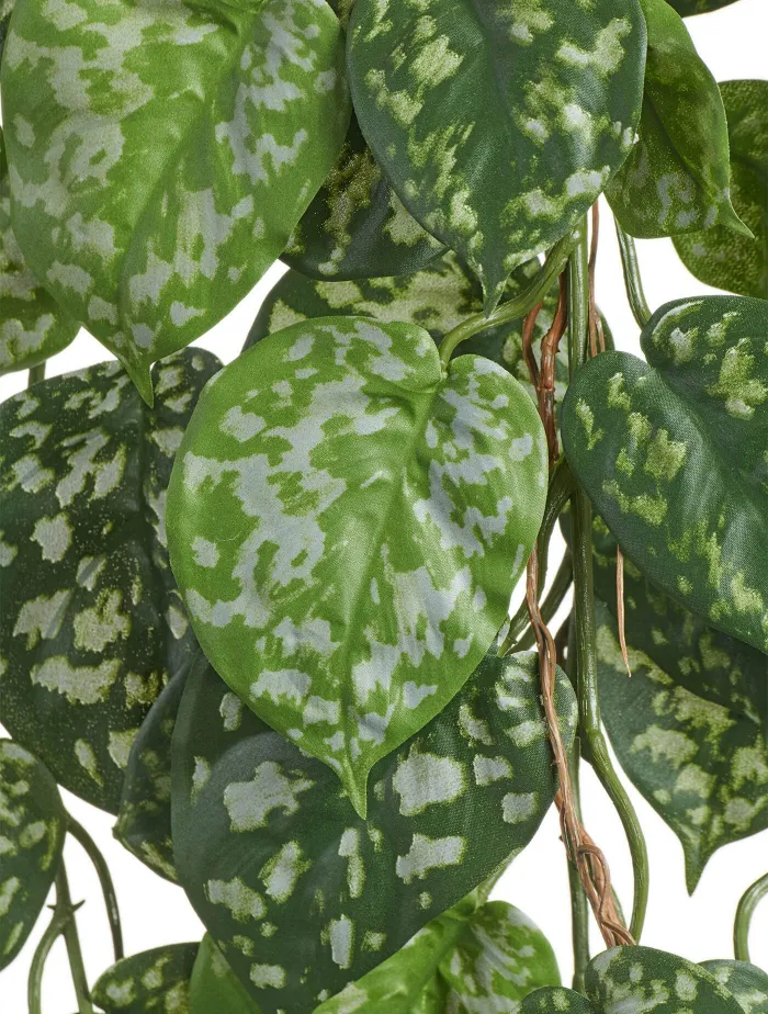 Куст Сцендапсуса Пиктус ампельный