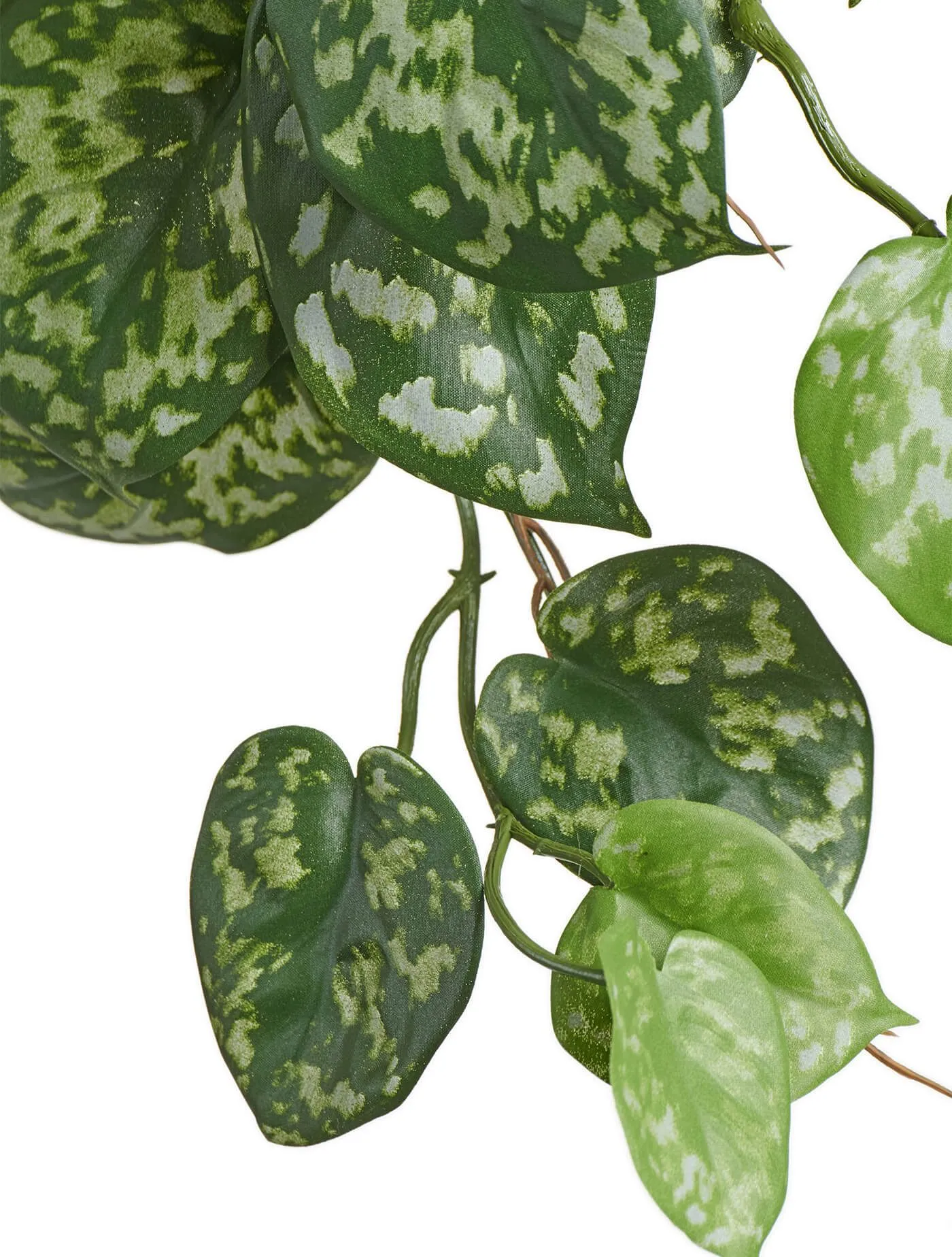 Куст Сцендапсуса Пиктус ампельный