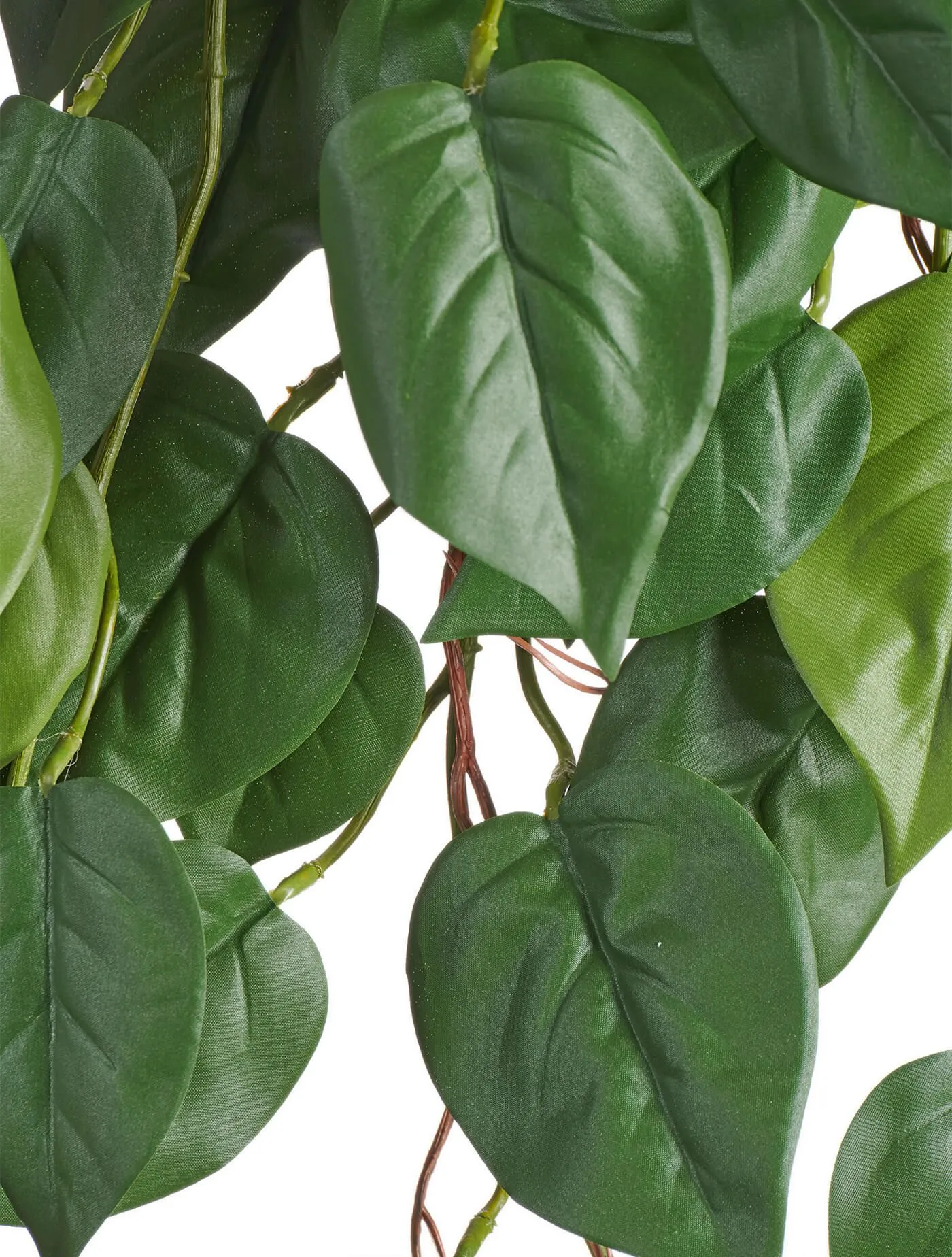 Куст Филодендрон ампельный