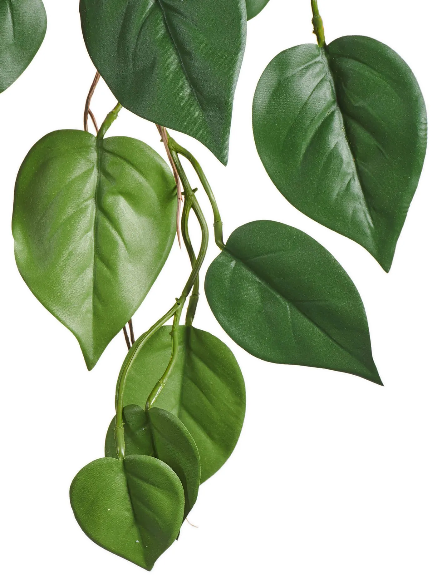 Куст Филодендрон ампельный