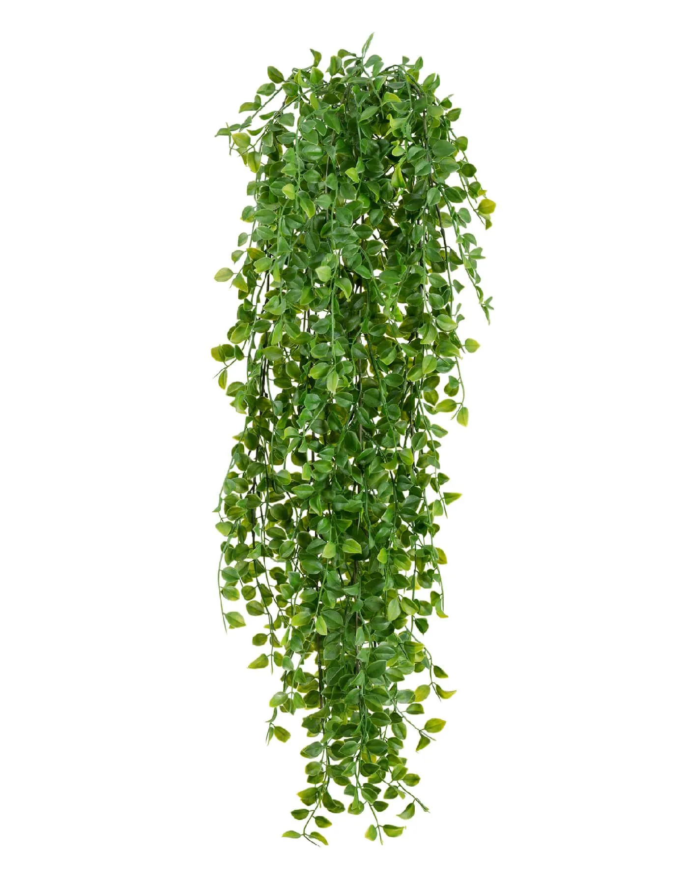 Куст Ампельный Каллизия