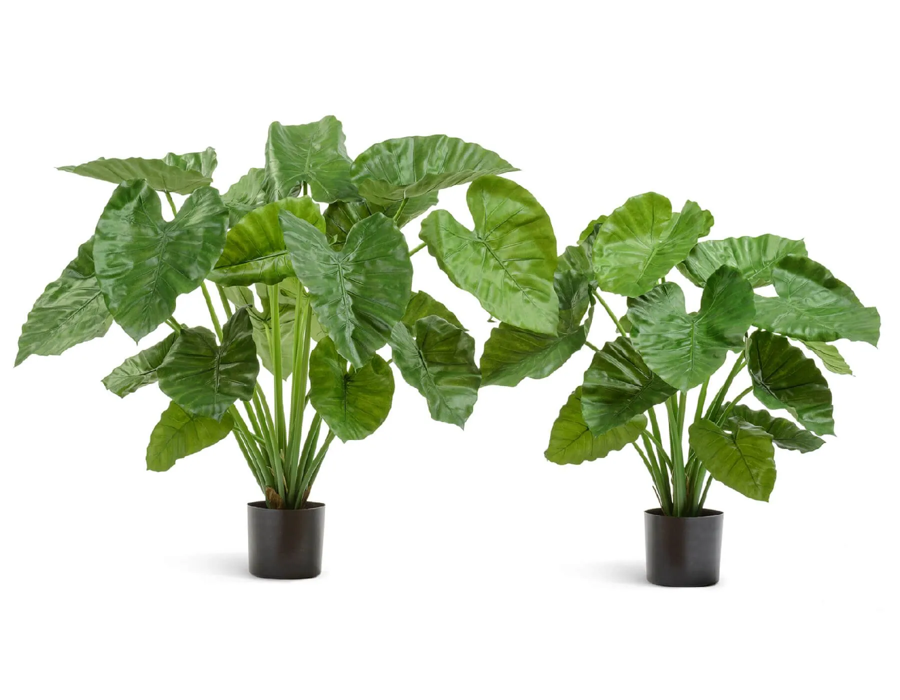 Куст Алоказия Калидора