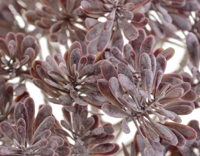 Куст Дасти Миллер припылённый фиолетово-зелёный