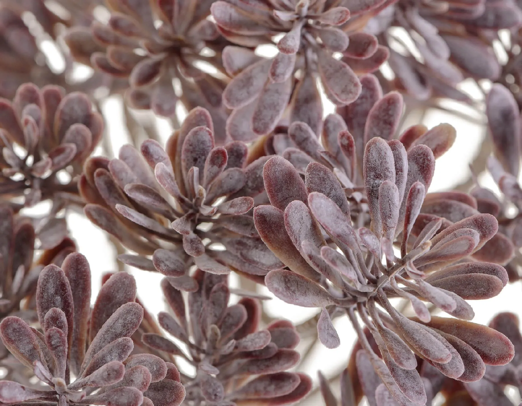 Куст Дасти Миллер припылённый фиолетово-зелёный