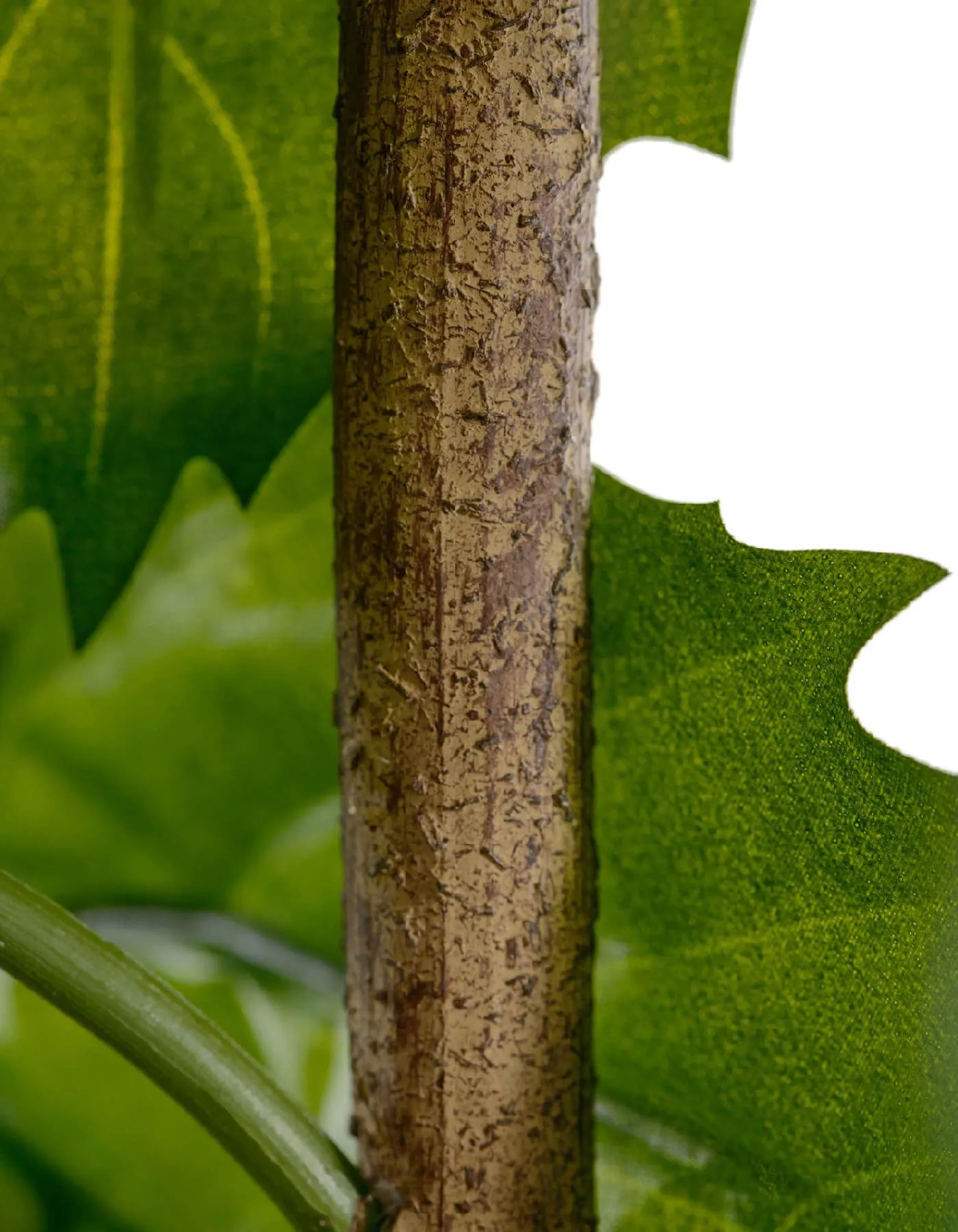 Ветвь интерьерная Тетрастигма де Люкс