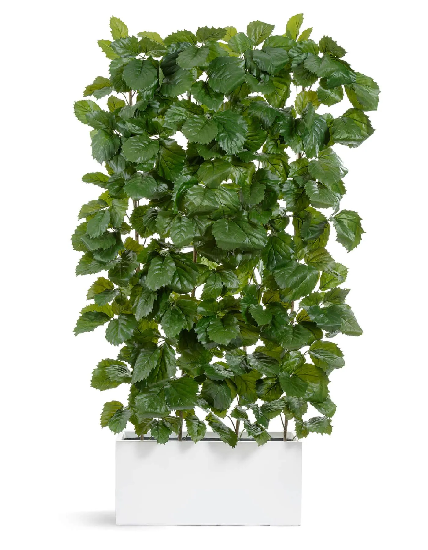 Ветвь интерьерная Тетрастигма де Люкс