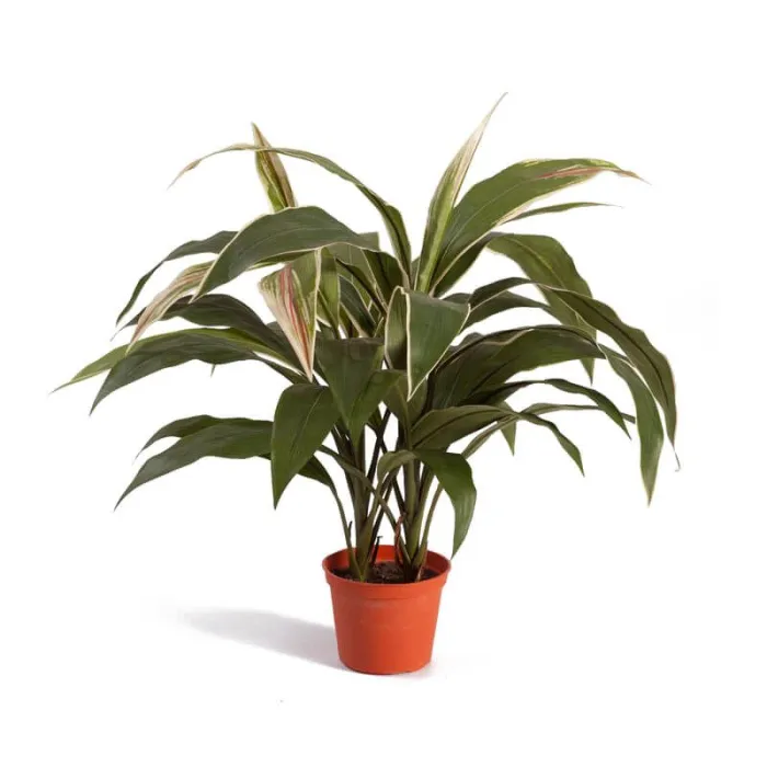 Кордилина куст в горшке