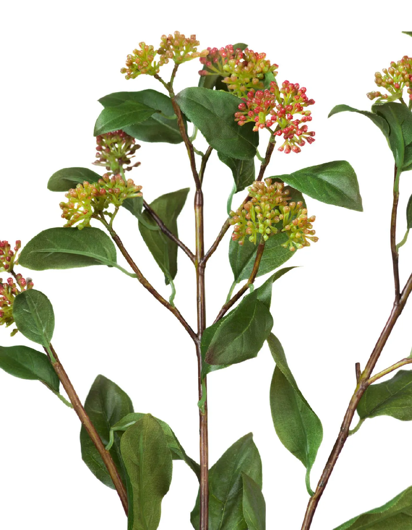 Ветвь зелёно-бордовая Калликарпы