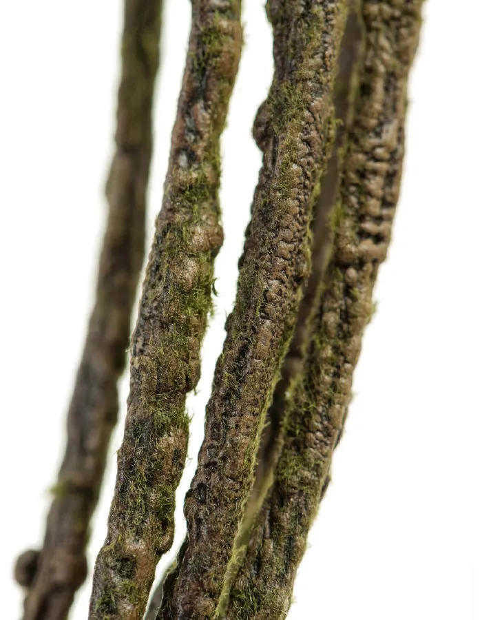 Декоративные ветки Лоза