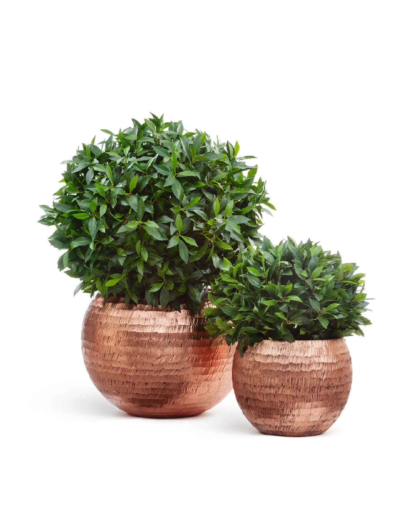 Кашпо Metal - TREEZ Effectory - Розовая медь Чеканка -  Полусфера