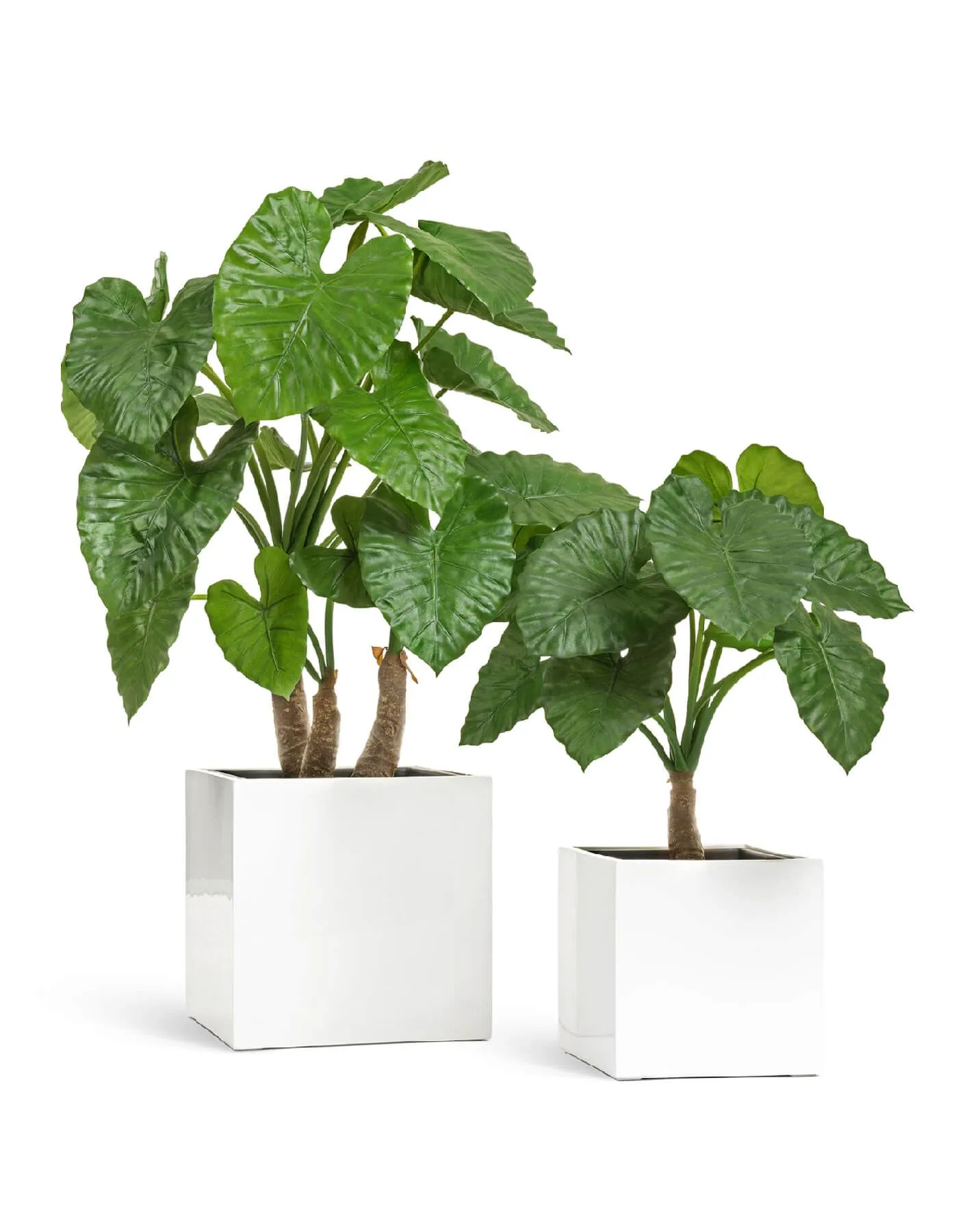 Кашпо Gloss - TREEZ Effectory - Белый глянцевый лак -  Куб