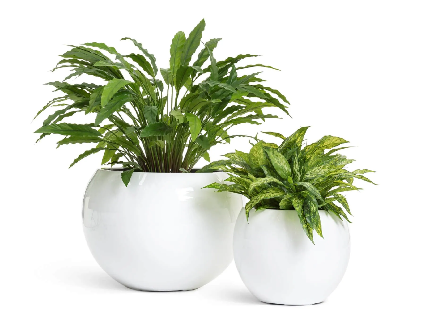 Кашпо Gloss - TREEZ Effectory - Белый глянцевый лак - Полусфера