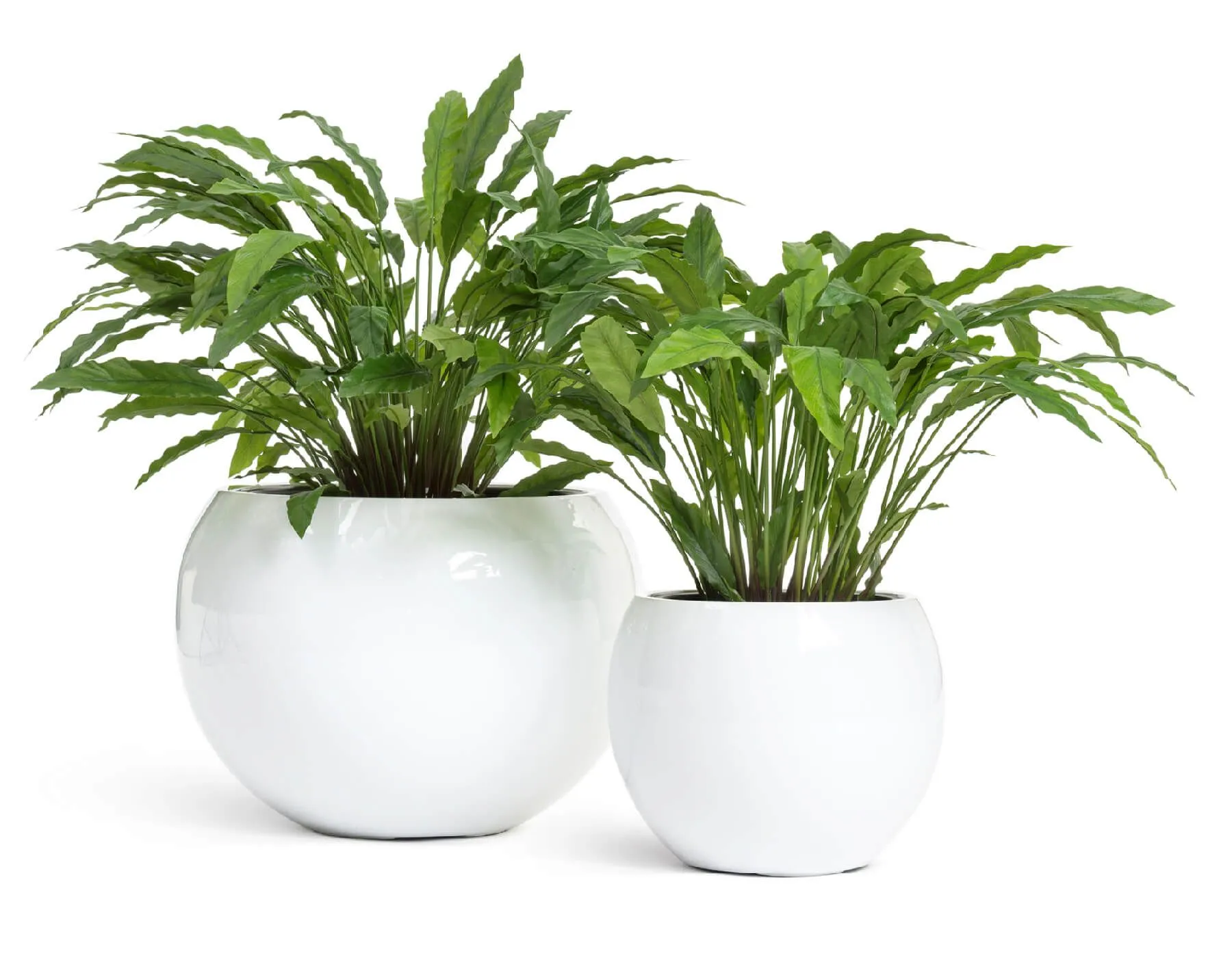 Кашпо Gloss - TREEZ Effectory - Белый глянцевый лак - Полусфера