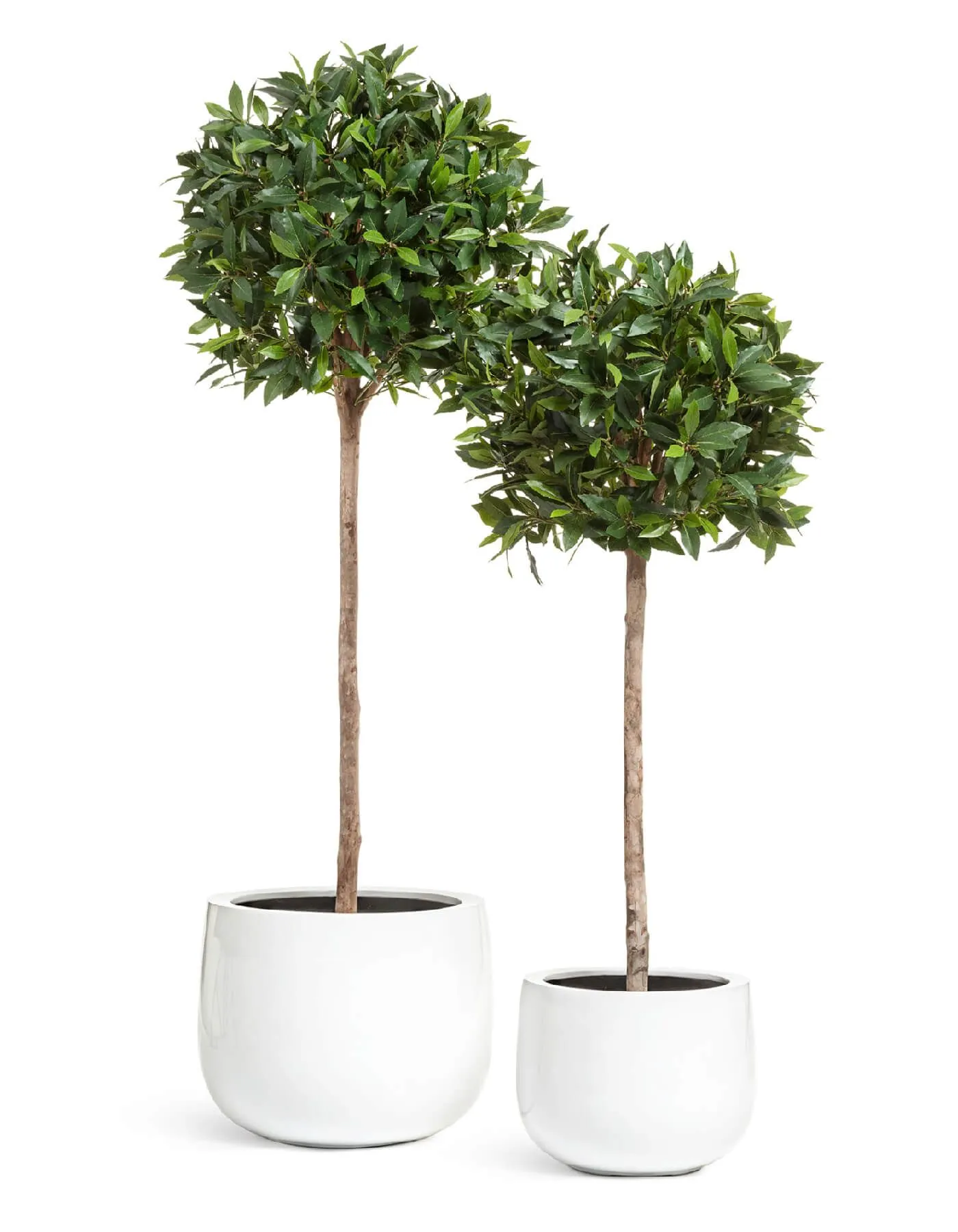 Кашпо Gloss - TREEZ Effectory - Белый глянцевый лак - Низкая широкая чаша