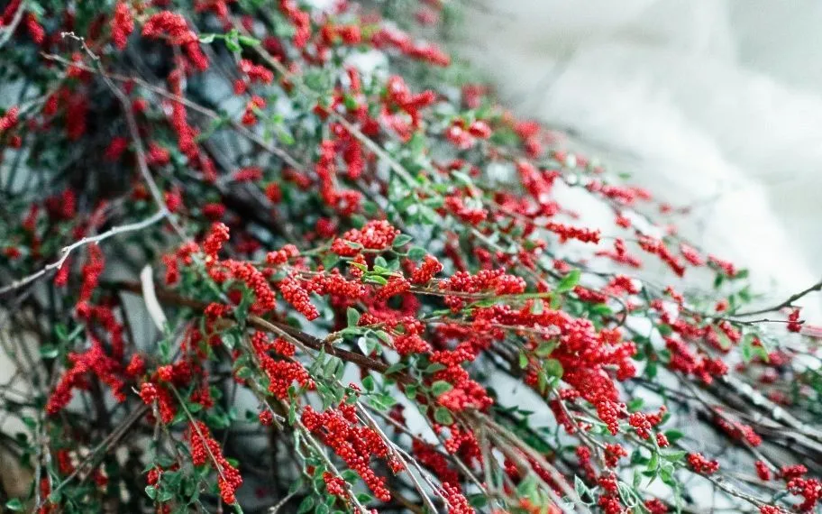 Кеңседе немесе үйде жайлы атмосфера