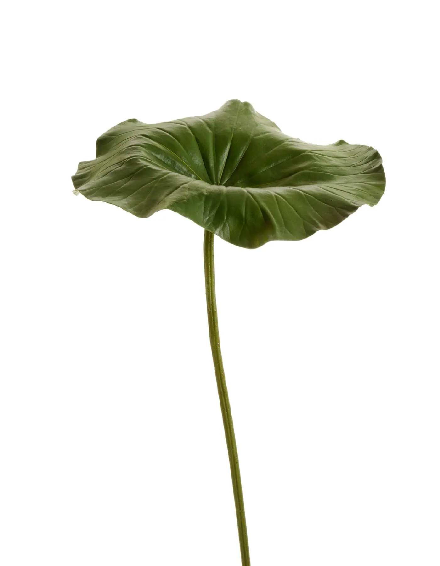 Большой Лист Лотоса