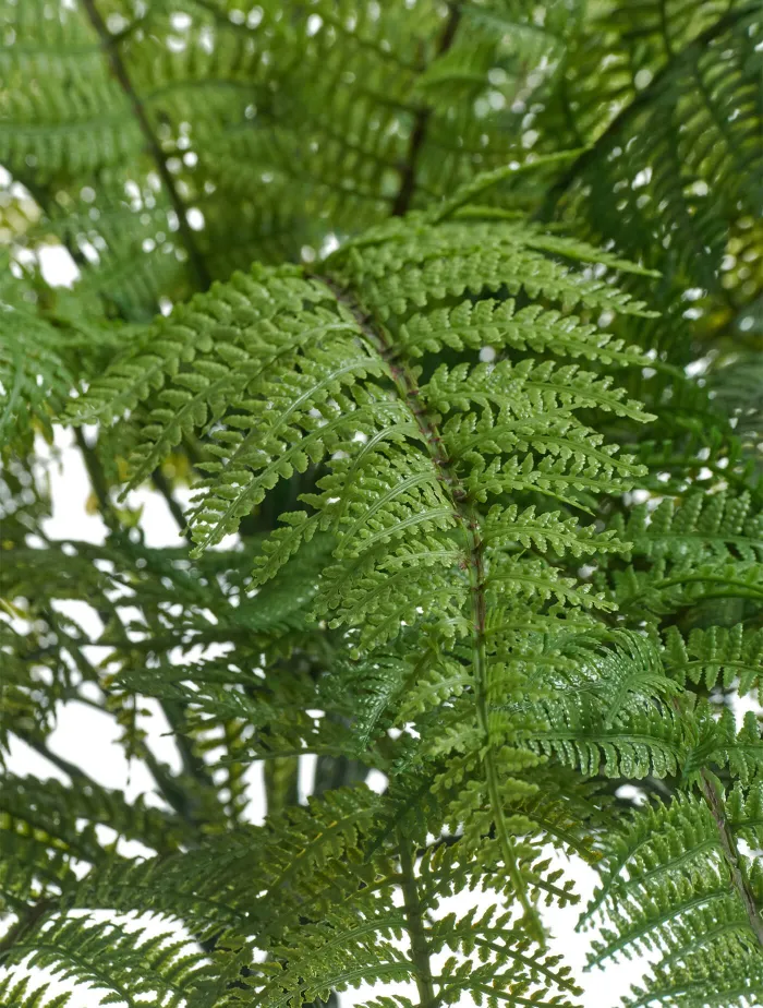 Папоротник Вудвардия