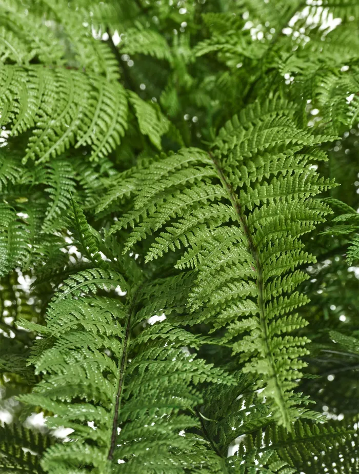 Большой Папоротник Вудвардия