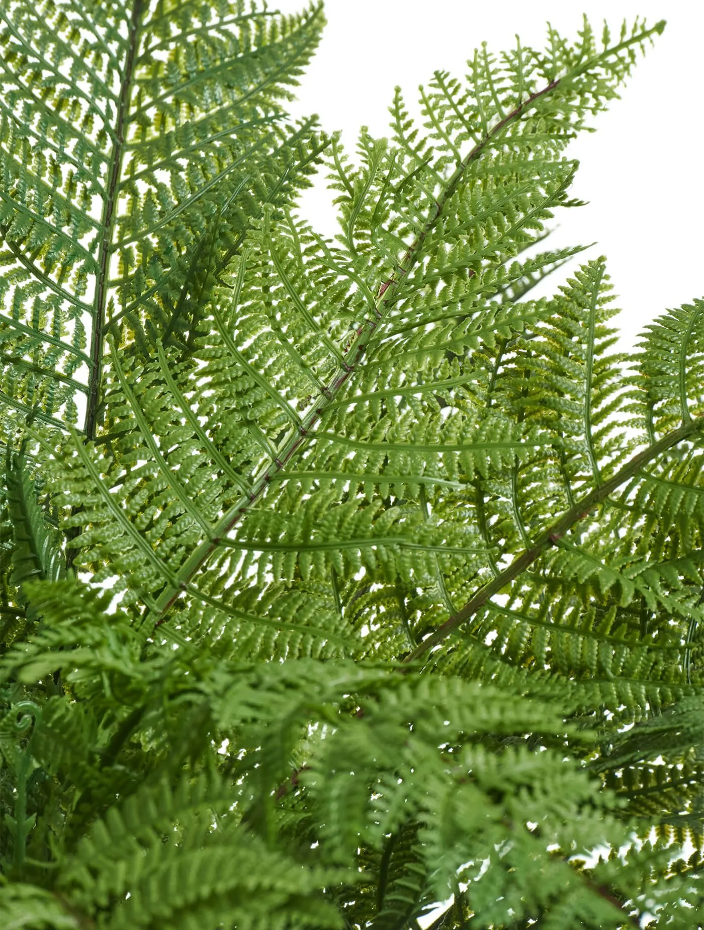 Большой Папоротник Вудвардия